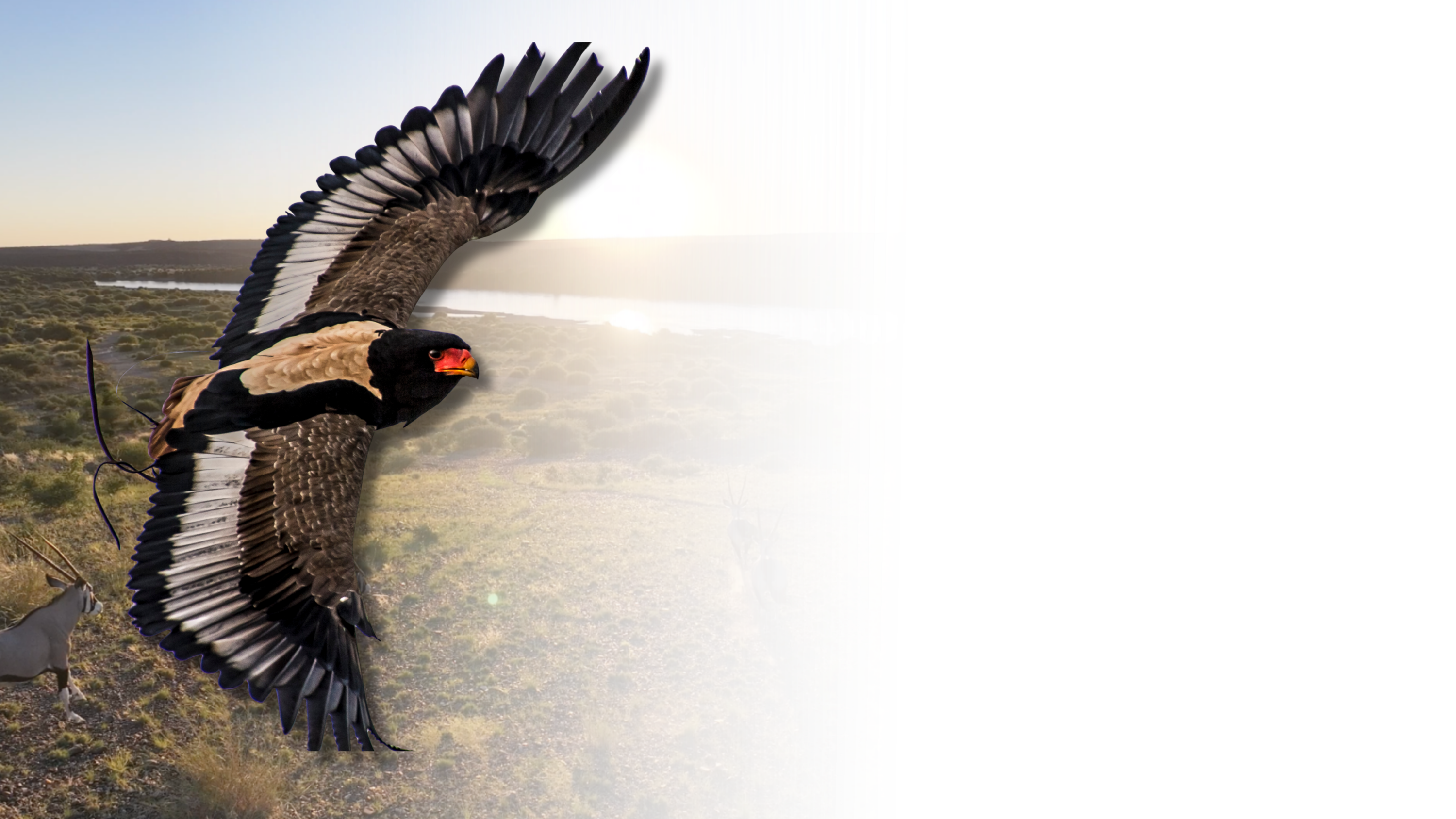 Bateleur eagle in flight over the Northern Cape landscape